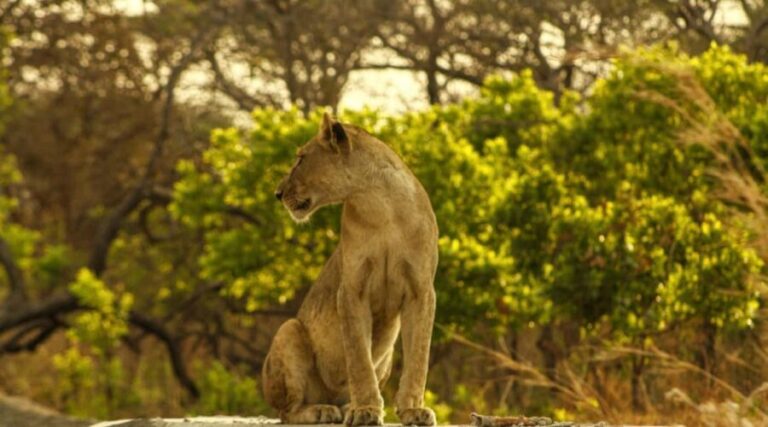 Tanzania: 7-Day Luxury Safari with Serengeti & Ngorongoro - Itinerary Breakdown: A Closer Look
