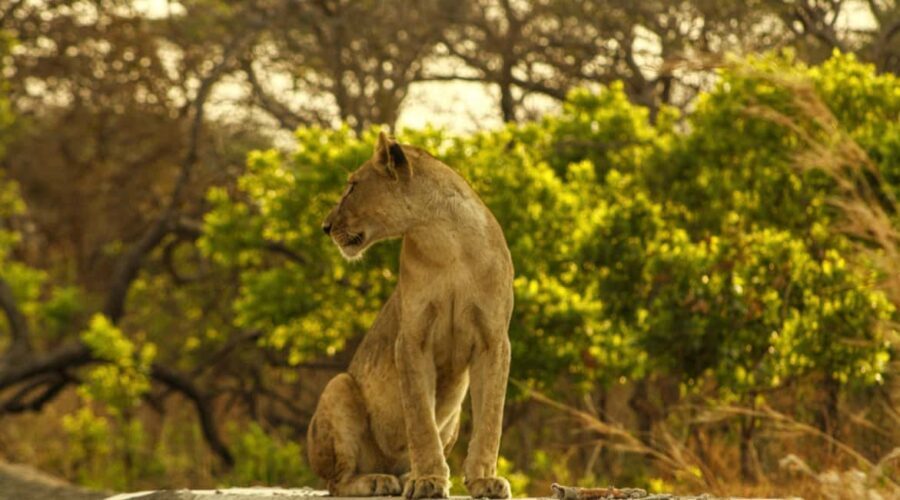 Tanzania: 7-Day Luxury Safari with Serengeti & Ngorongoro - Itinerary Breakdown: A Closer Look