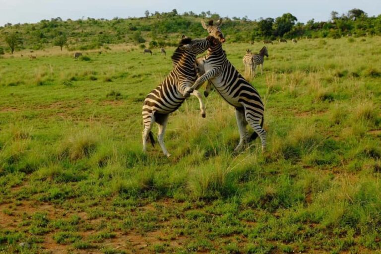 Tanzania: 7-Day Wildlife Tour and Romantic Zanzibar Island - The Itinerary in Detail