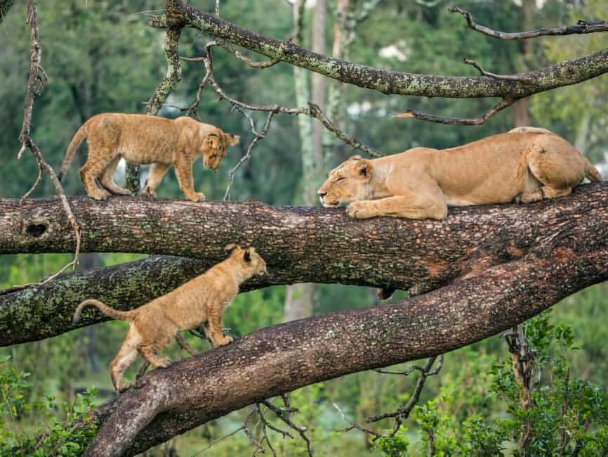 Tanzania: 8-Day Northern Luxury Safari with Accommodation - What Makes This Safari Stand Out?