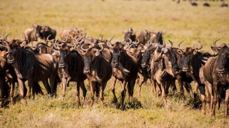 Tanzania: 9-Day Safari and Zanzibar Beach Tour - What Travelers Say