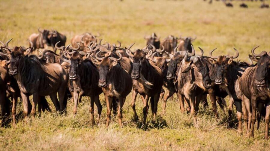 Tanzania: 9-Day Safari and Zanzibar Beach Tour - What Travelers Say