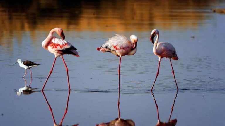 Tanzania: 9-Day Safari with Maasai Cultural Experience - Value and Practicality