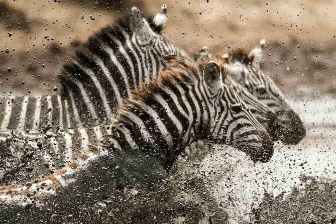 Tanzania Classic Safari - 7 Days - Transportation, Guides, and Accommodation