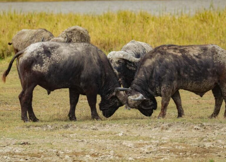 Tanzania: Five Days midrange safari - The Sum Up: Who Is This Safari For?