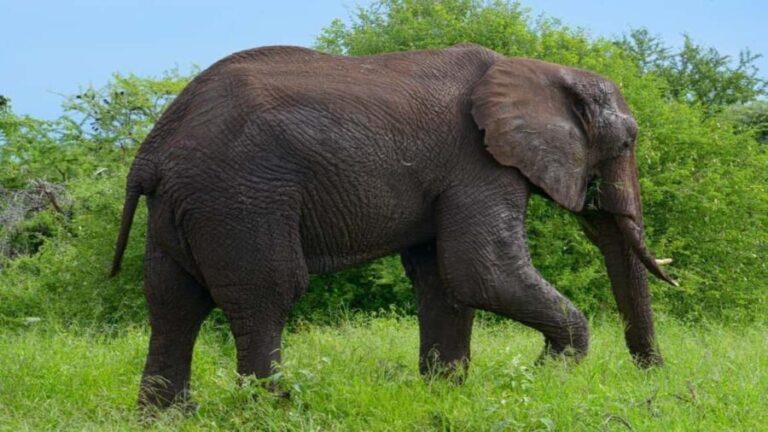 Tanzania: Four Days Wildlife Safari in Northern Parks - The Experience of the Wild: What Travelers Have Said