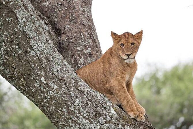 Tanzania Luxury Safari - The Itinerary: An In-Depth Look