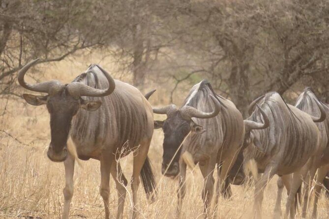 Tanzania Private Classic Safari - 7 Days - Why the Experience Matters