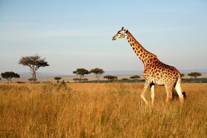 Tanzania Safari and Kilimanjaro Climb Multi-Day Experience - Who This Tour Is Best For
