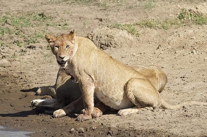 Tanzania Safari Join Group - Who Is This Tour Best For?