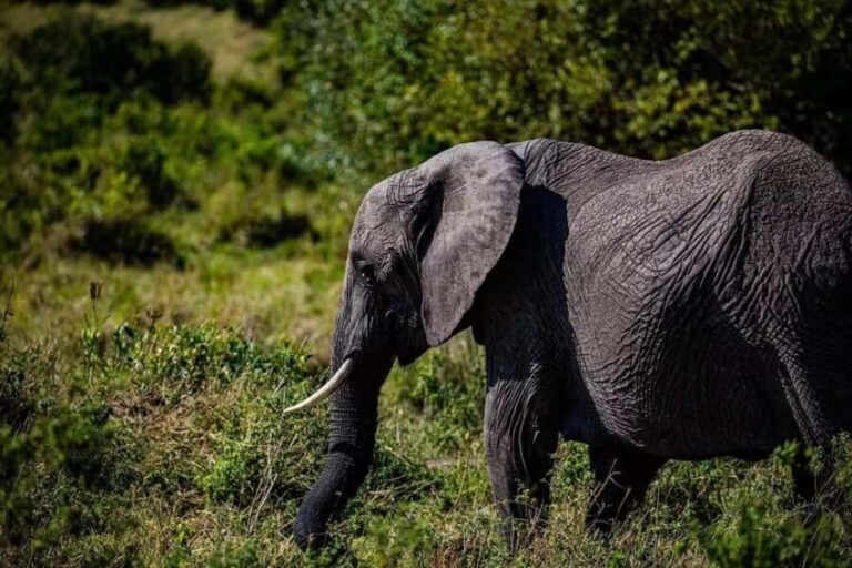 Tanzania Safari: Mikumi National Park Tour with One night - Deep Dive into the Experience: What You’ll Love and What to Consider