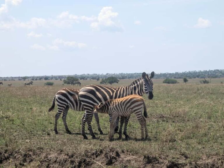 Tanzania Wild Explorer - The Value of the Tanzania Wild Explorer