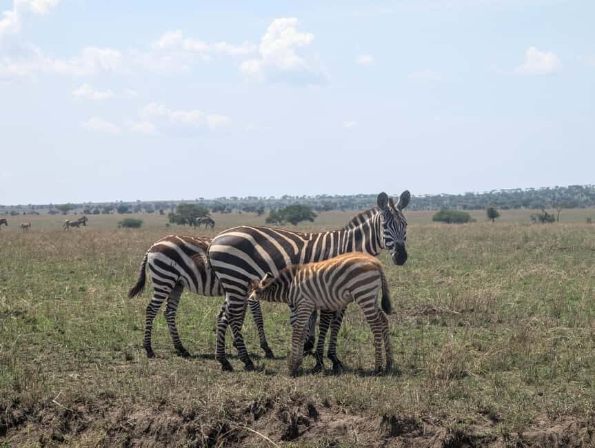 Tanzania Wild Explorer - The Value of the Tanzania Wild Explorer