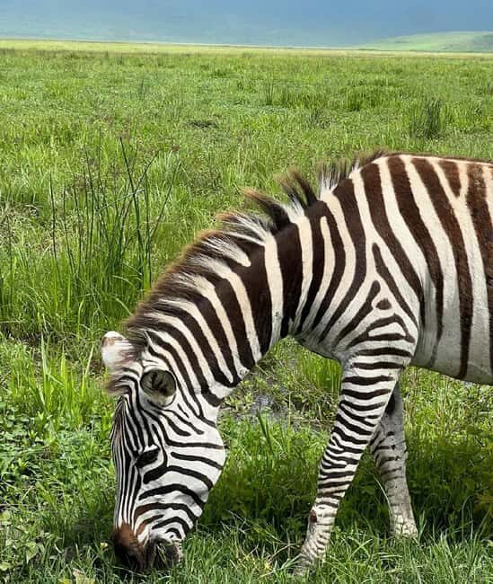 Tanzania wild safari: 2-Days Tarangire and Ngorongoro Crater - An In-Depth Look at the 2-Day Tanzania Safari