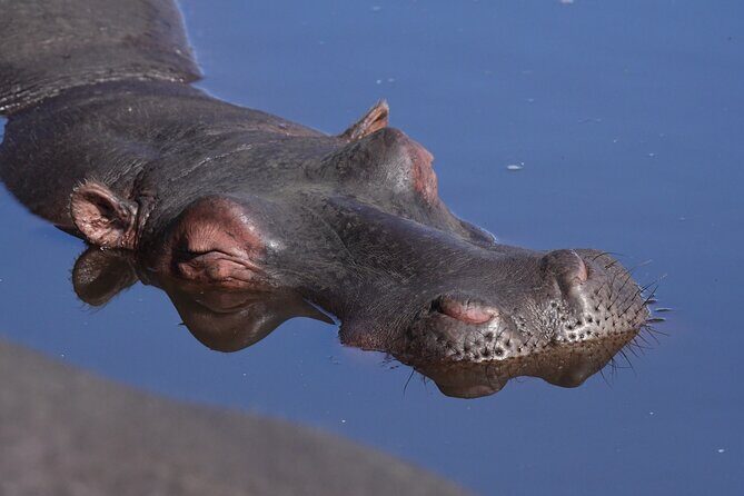 Tanzania Wildlife Cultural Safari from Arusha. - Authentic Encounters and Cultural Insights