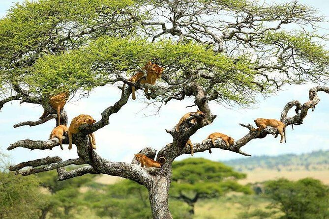 Tanzania Wildlife Encounters - 6 Days - What Travelers Can Expect at Each Stop