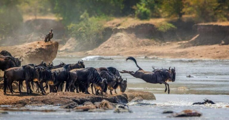 Tarangire National Park 1-Day Safari - The Value of a 1-Day Safari