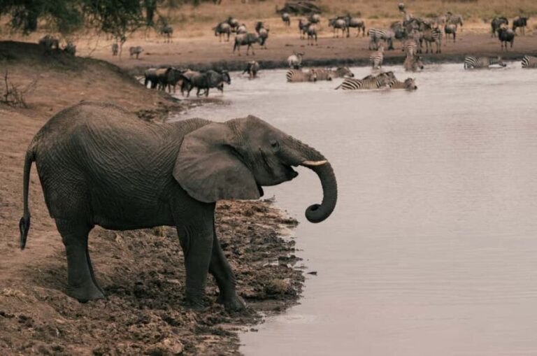 Tarangire National Park Day Trip - Analyzing the Value: Is It Worth the $831?