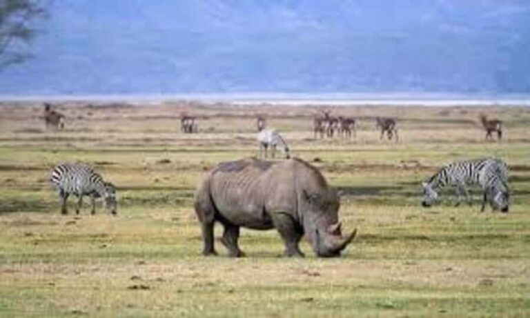 Tarangire National Park day trip - Practical Details & Tips