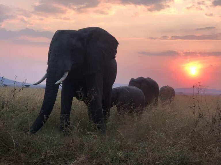 Tarangire National Park: Full-Day Safari Tour - Why This Safari Is a Solid Choice