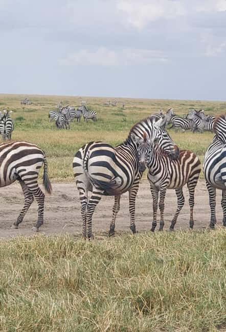 Tarangire National Park Full-Day Wildlife Safari - What Makes This Safari Stand Out?