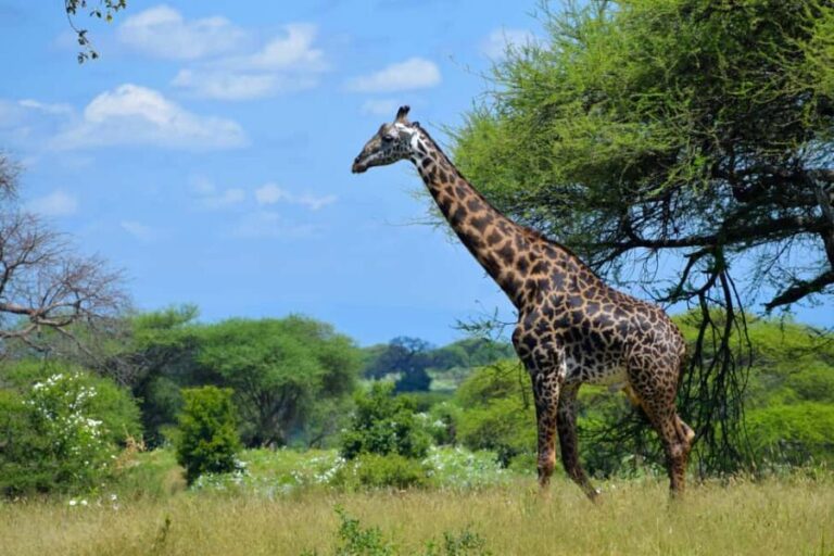 Tarangire National Park, Lake Manyara, & Ngorongoro Crater - FAQ