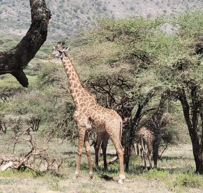 Tarangire & Ngorongoro Crater: 2-Day Shared Safari Adventure - Practical Details and What They Mean for You