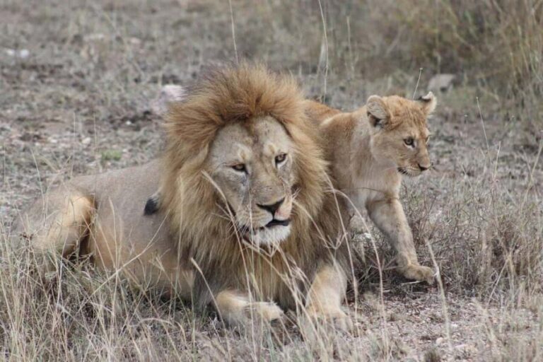 Tarangire, Ngorongoro & Manyara 3 Days unforgettable safari - Practical Details & Insights