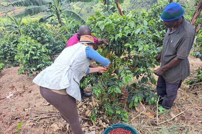 Tea and coffee tours - The Scenic Lake Kivu Stop