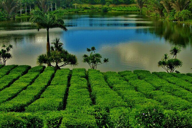 Tea Experience in the Exotic South of Mauritius Private tour. - What’s the Value?