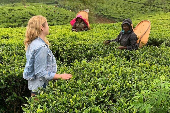 Tea Fields & Factory Tour - Why This Tour Is Well-Rated and Worth It