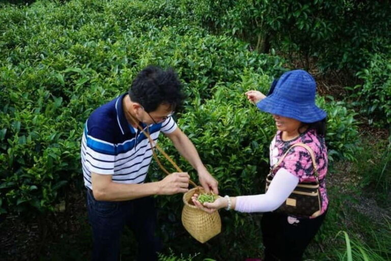 Tea Picking and Processing at Qixian Peak Scenic Area - Why This Tour Works