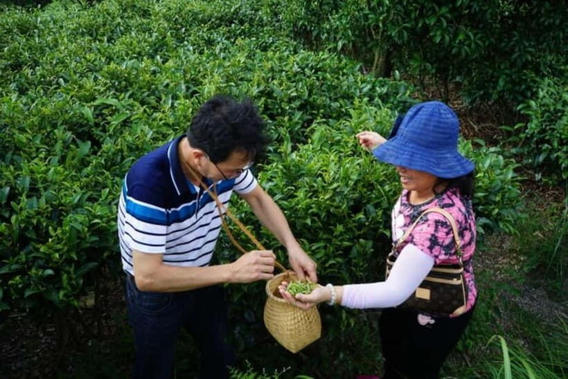 Tea Picking and Processing at Qixian Peak Scenic Area - Why This Tour Works