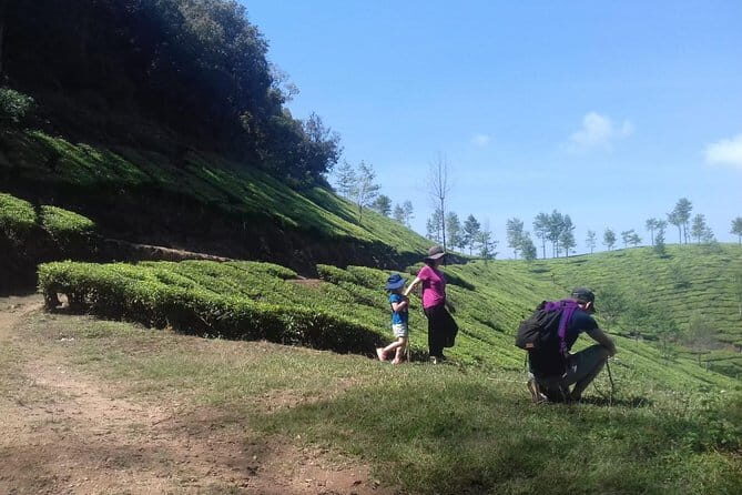 Tea planation walking In Munnar- (by Munnar Info) - Why Authenticity Matters