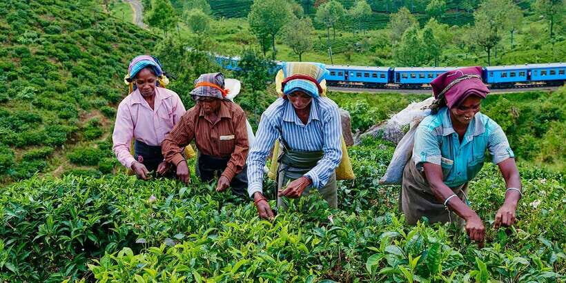 Tea Plucking & Tea Factory: Tour From Nuwara Eliya - Detailed Breakdown of the Itinerary