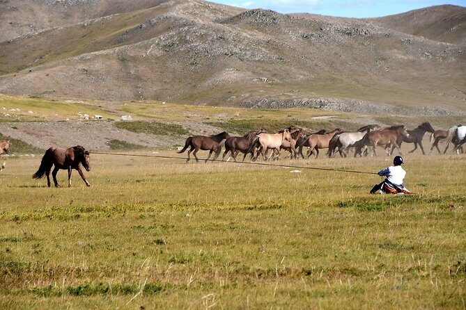Terelj National Park and Chinggis Khaan Statue Tour - Analyzing the Value