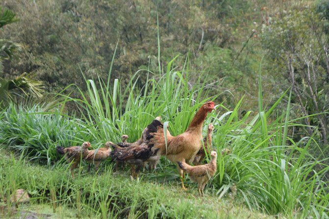 Tetebatu Walking Tour - Rice Terraces, Waterfall & Monkey Forest - Why This Tour Is a Great Value