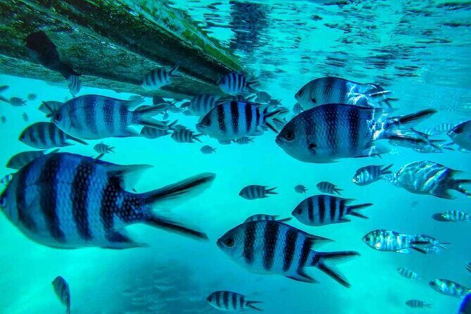 The beautiful East of Mauritius:incl Blue-Bay Marine Park, Crocodile park &Lunch - Final Thoughts: Who Should Consider This Tour?