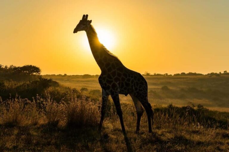 The Best 10 Days Private & Luxury Tanzania Safari - Tours - What It’s Like to Travel with Africa Finest Adventures