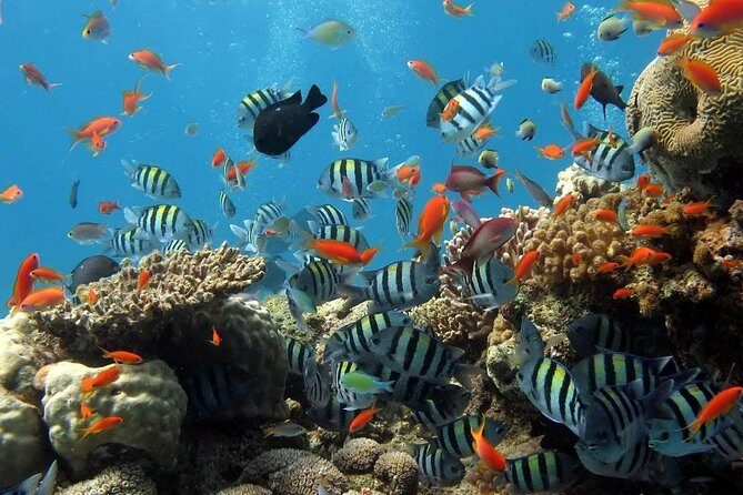The Best 2-point Snorkeling in Padangbai: Blue lagoon and Tanjung jepun - What’s Included and What’s Not