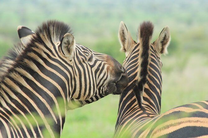 The Best of Zululand's Big 5 reserves - For the Discerning guest - The Experience and What It Means for Travelers