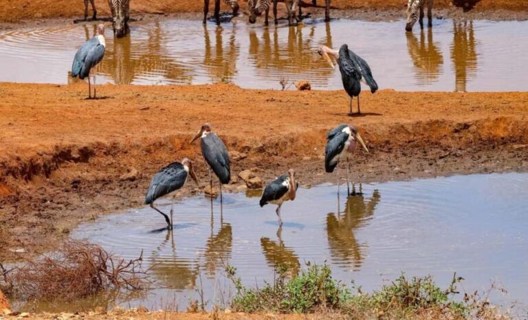 The Best Overnight Private Safaris to Amboseli National Park - Why Choose This Safari?
