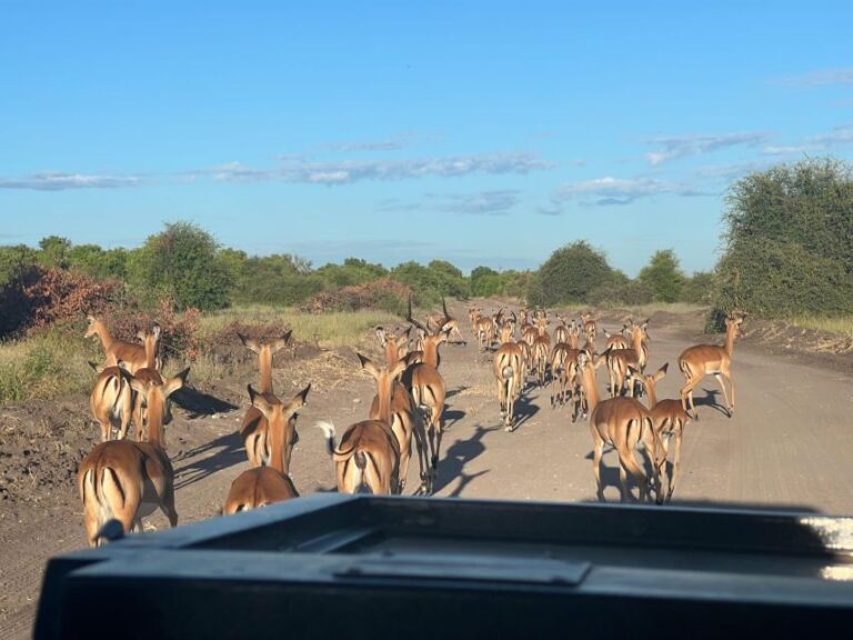 The Best Private Cape Town Safari Day Trip - Aquila Big 5 - The Itinerary in Detail