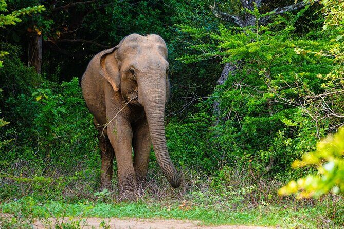 The Best Safari tour from Hambantota Port (Janaka safari) - Practical Tips for Booking and Enjoying