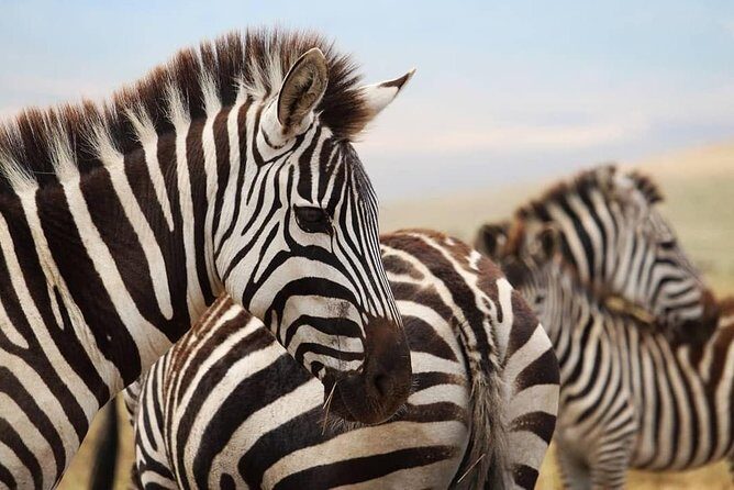 The best Selous 1 day safari from Zanzibar - The Value Proposition: Price vs. Experience