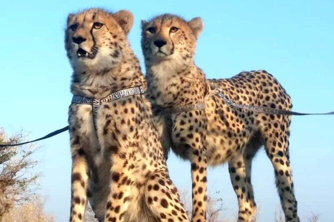 The Cheetah Experience - Value and Cost Analysis