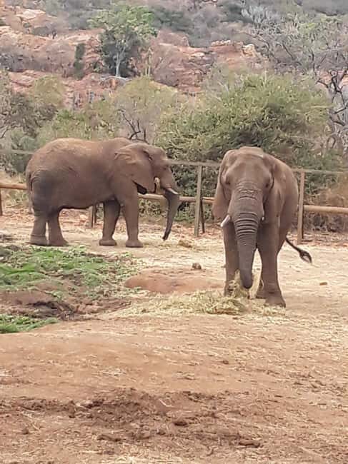 The Elephant and Monkey Sanctuary. - Authentic Experiences and Honest Impressions