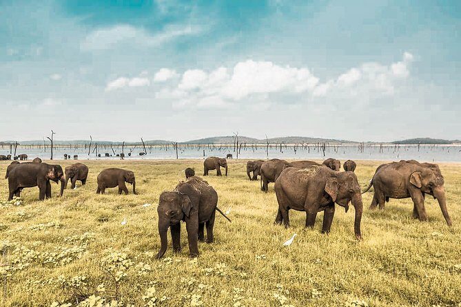 The Great Elephant Gathering Private Safari from Minneriya - The Itinerary Breakdown