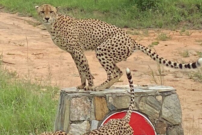The Kruger National Park - Full Day Tour - An In-Depth Look at the Tour