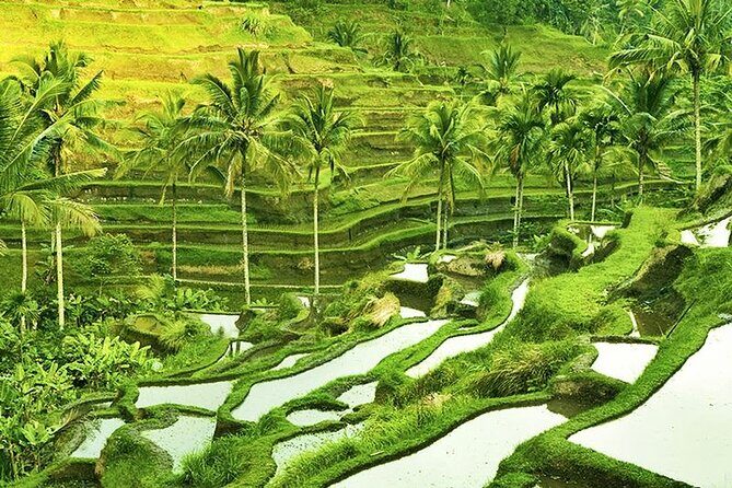 The Popular Of Ubud Private Day Tour - Exploring the Itinerary in Detail